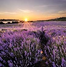 Cruising the Enchanting Provence