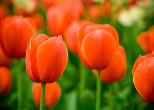 Tulips of Northern Holland